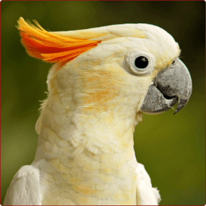 האם התוכי שלי נשא של מחלה גנטית