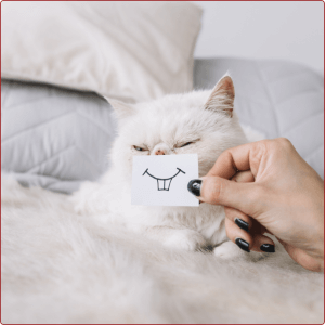 דיאטות לחתולים והמלצה לתזונה בריאה