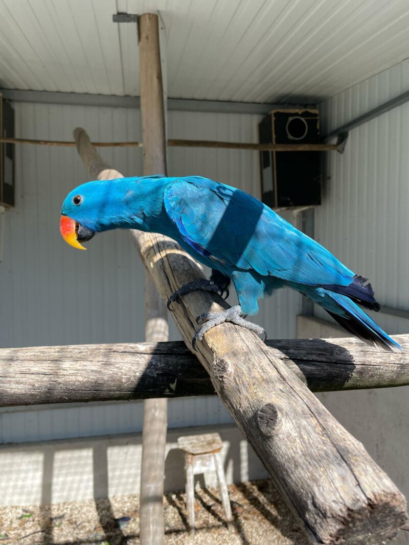 Eclectus - Image 6