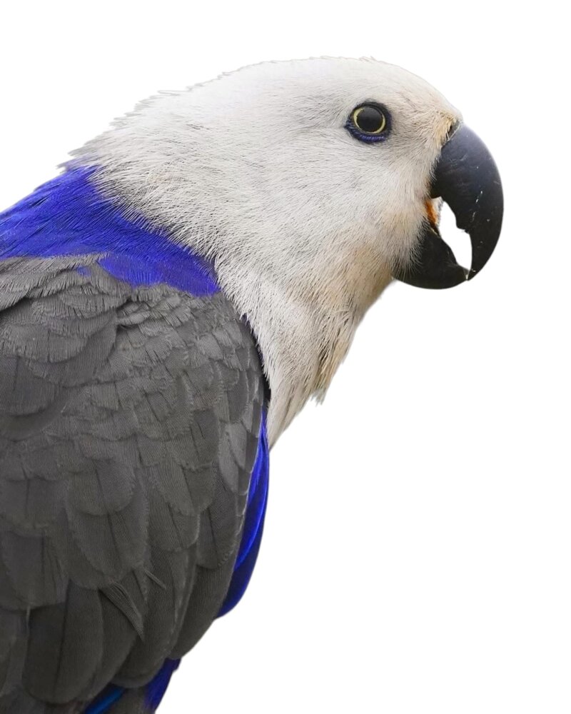 Eclectus - Image 2