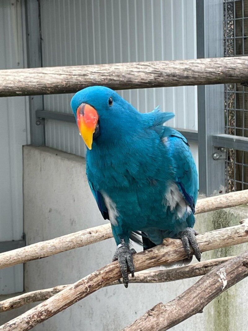 Eclectus - Image 7