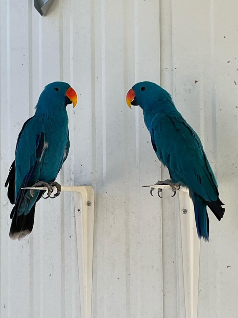 Eclectus - Image 8