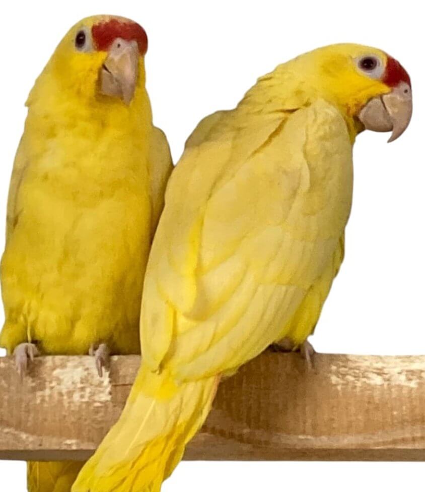 זוג תוכים מסוג Amazona autumnalis בבדיקת נשאות על רקע לבן